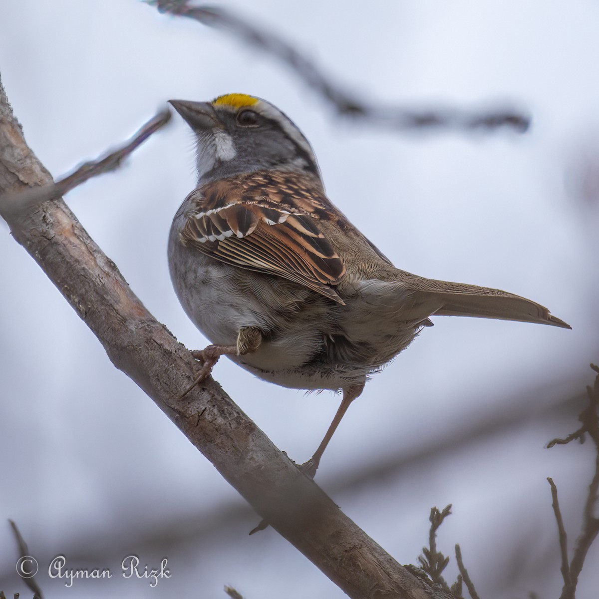 White-throated Sparrow - ML563418111