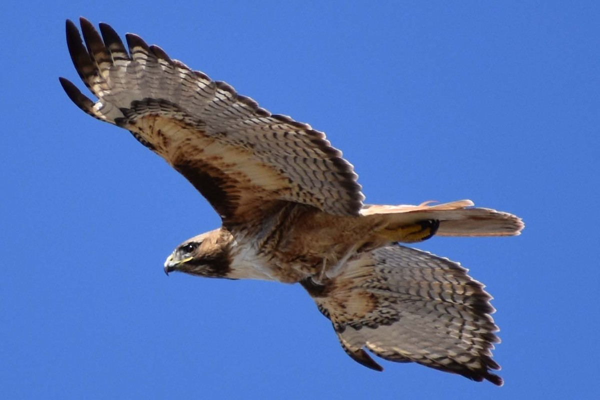 Red-tailed Hawk - ML563424581