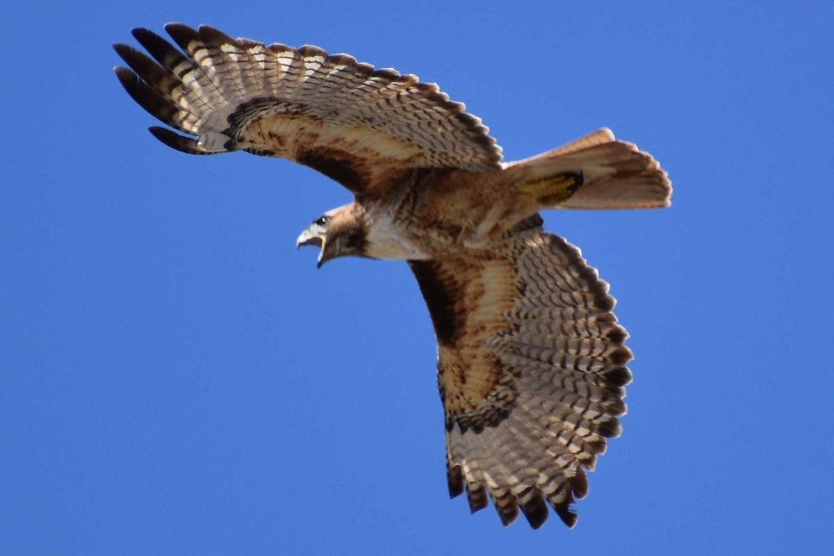 Red-tailed Hawk - ML563424591