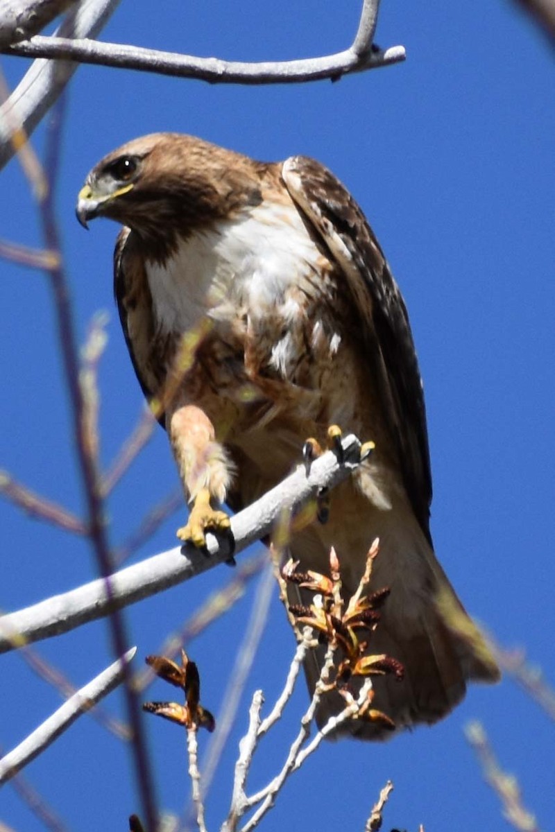 Red-tailed Hawk - ML563424601