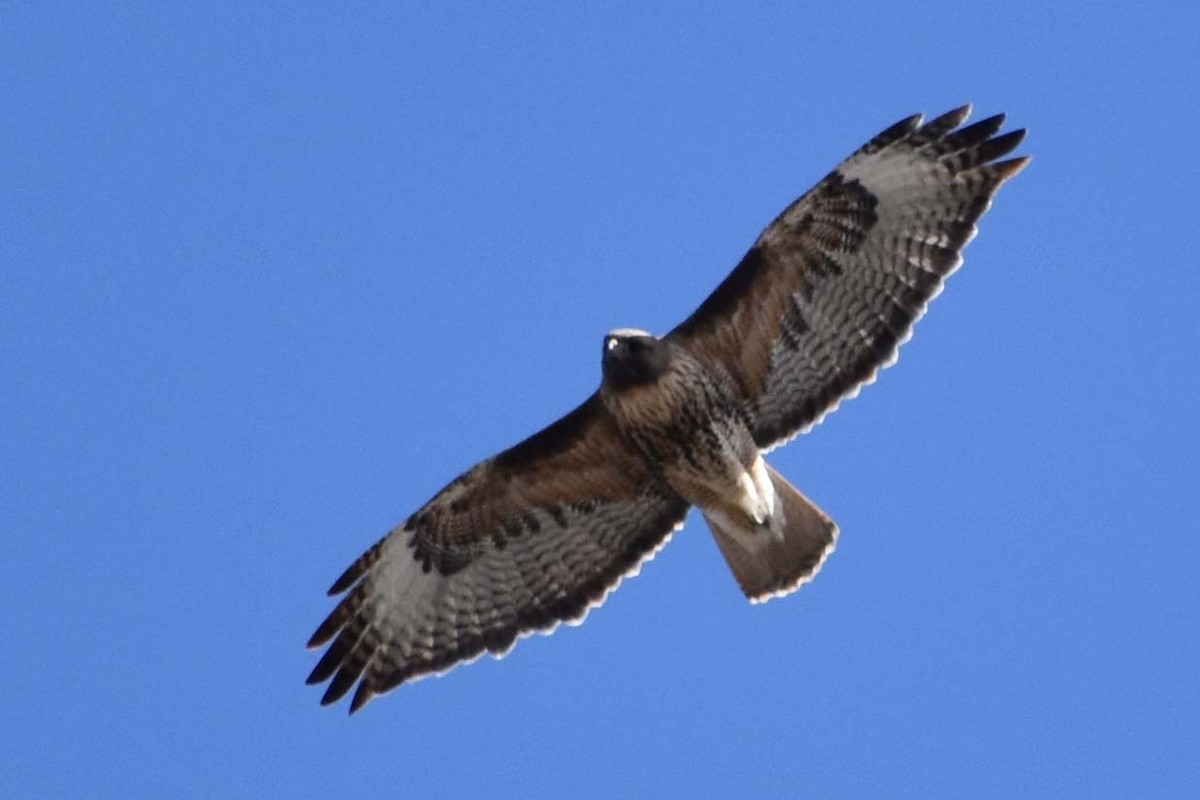Red-tailed Hawk - ML563424611