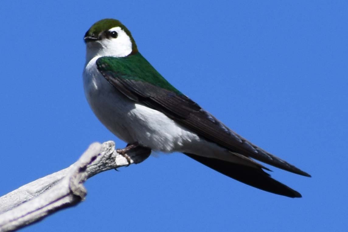Violet-green Swallow - ML563424831