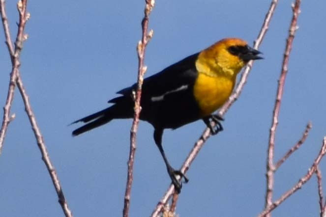 Yellow-headed Blackbird - ML563424871