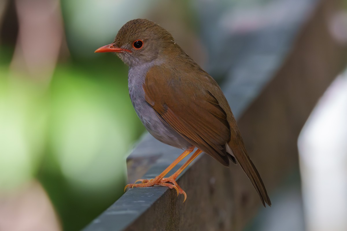 Orange-billed Nightingale-Thrush - ML563425121