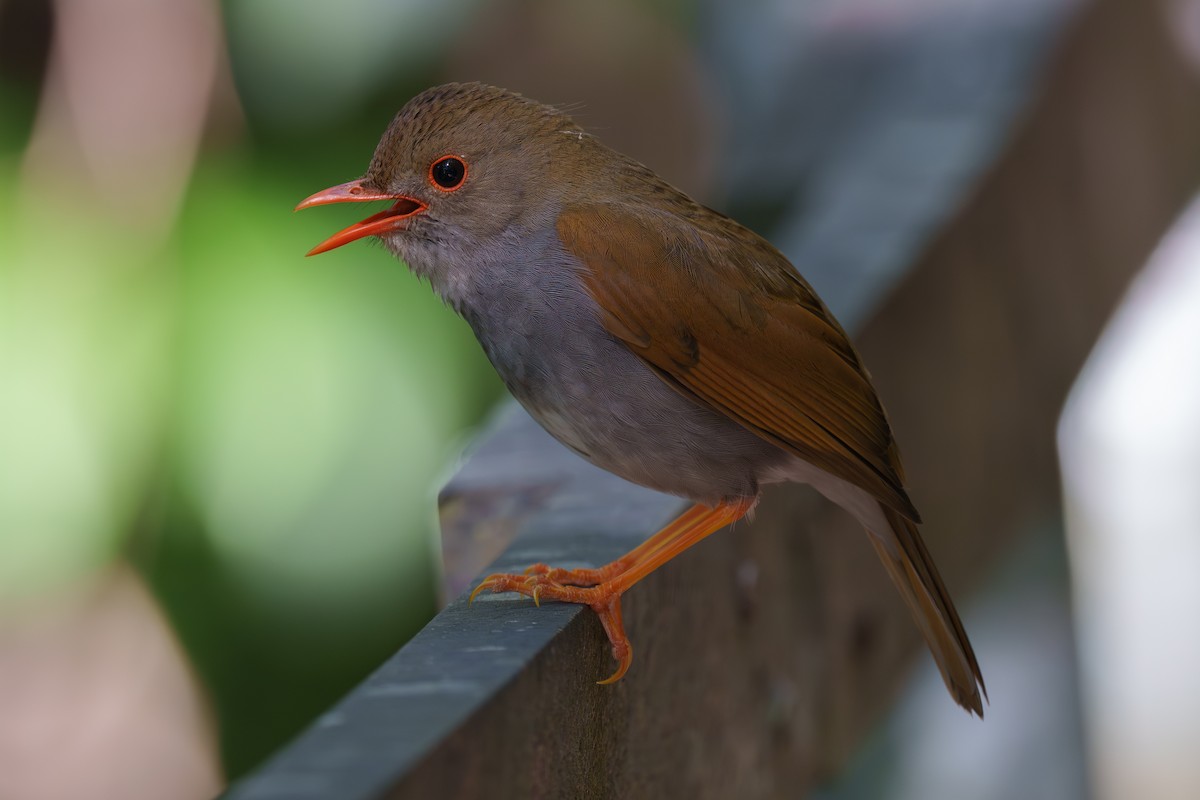 Orange-billed Nightingale-Thrush - Austin Groff