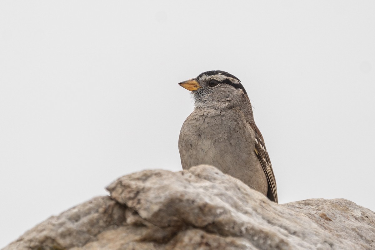 White-crowned Sparrow (nuttalli) - ML563428411