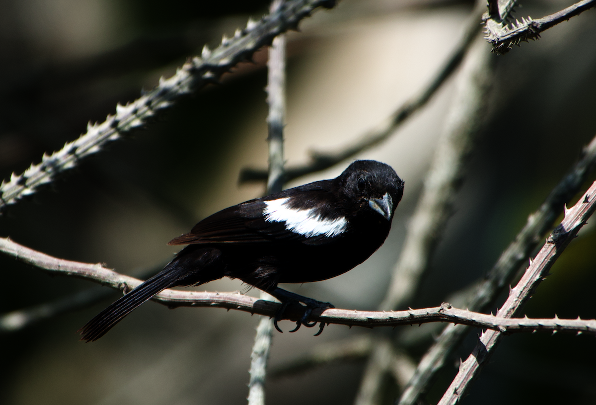 White-shouldered Tanager - ML563430061