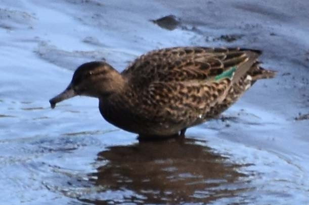 Green-winged Teal - ML563430301