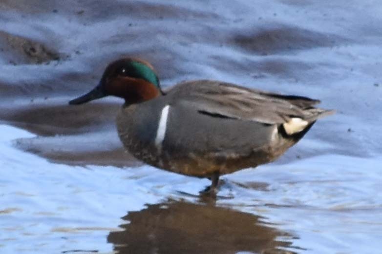 Green-winged Teal - ML563430311
