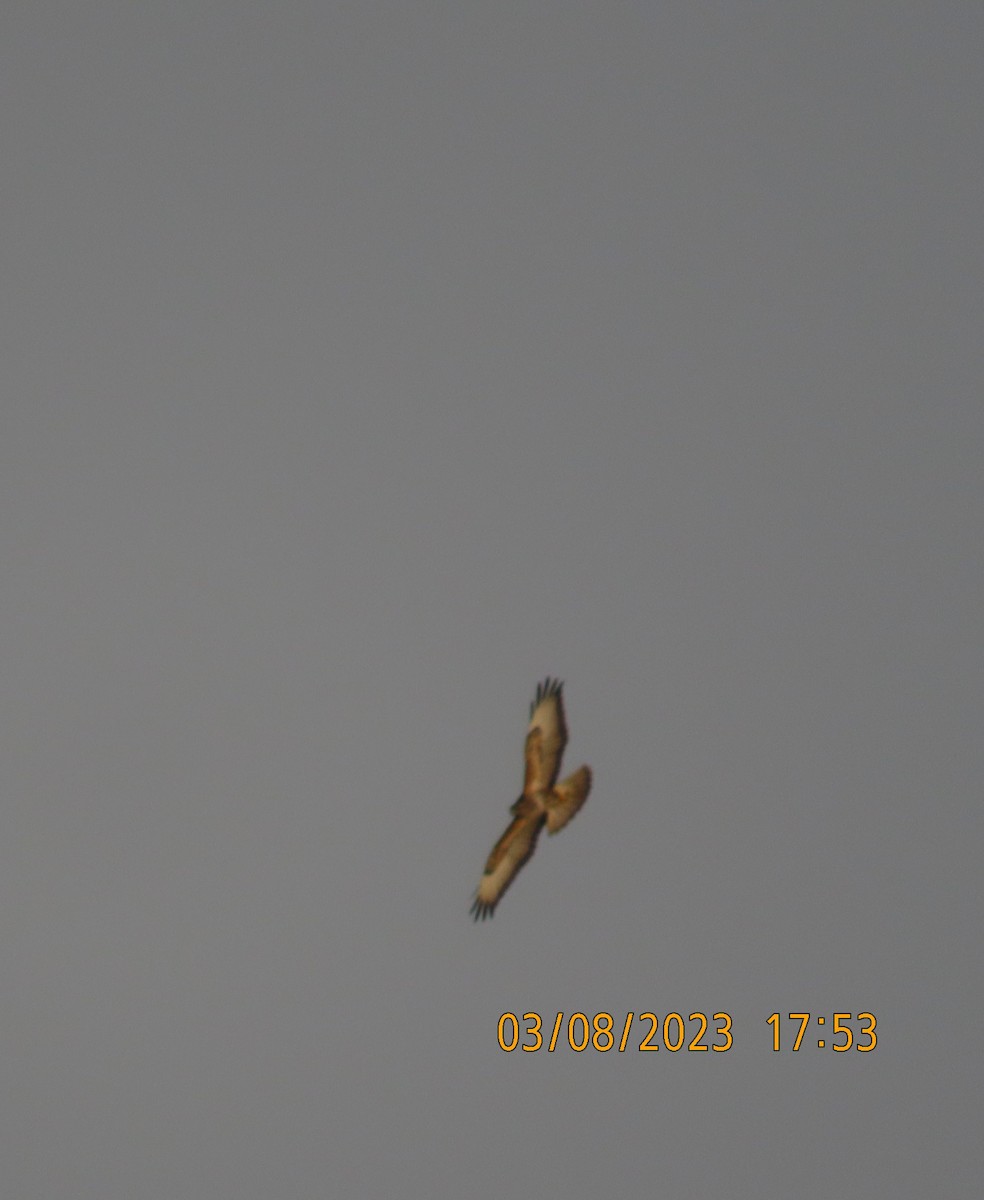 Common Buzzard (Steppe) - ML563435761