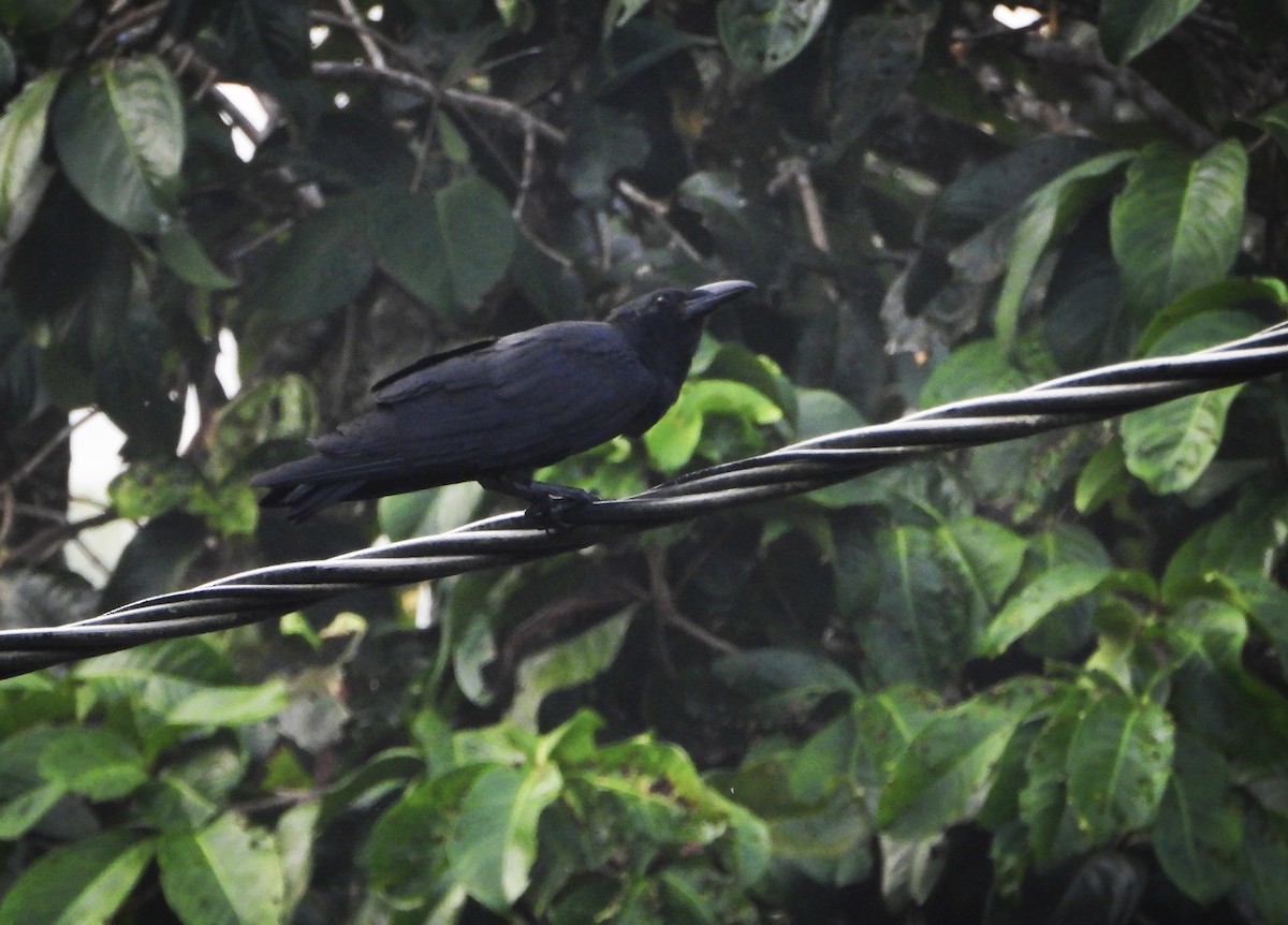 Slender-billed Crow (Sunda) - ML563440131
