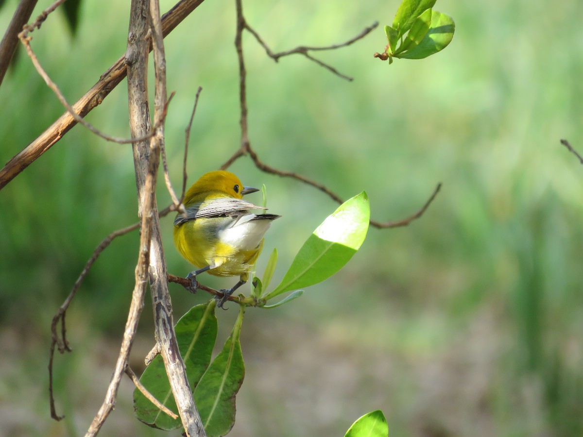 Prothonotary Warbler - ML56344021