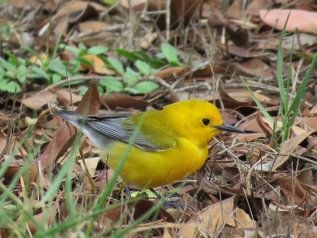 Prothonotary Warbler - ML56344031