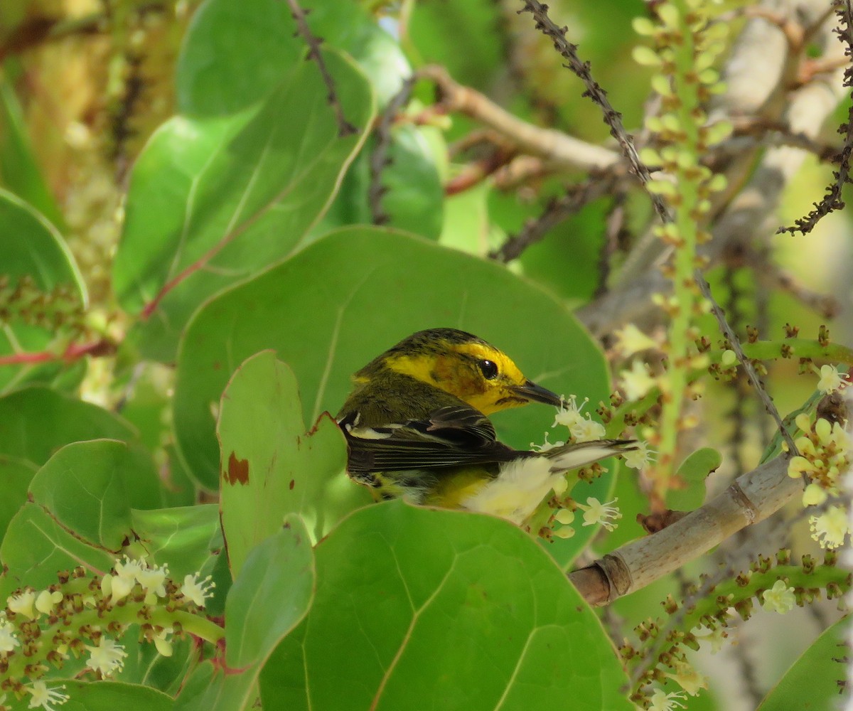 Cape May Warbler - ML56344201