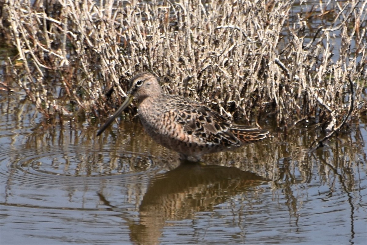 Long-billed Dowitcher - ML563442991
