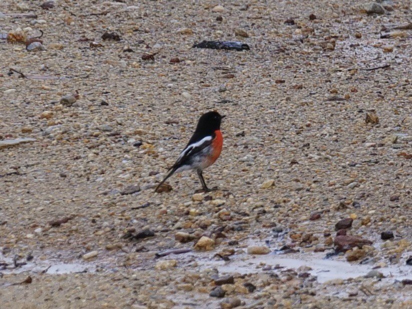 Scarlet Robin (Campbell's) - ML563443981