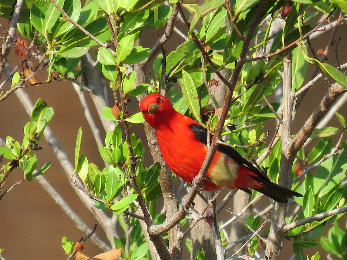 Scarlet Tanager - ML56344651