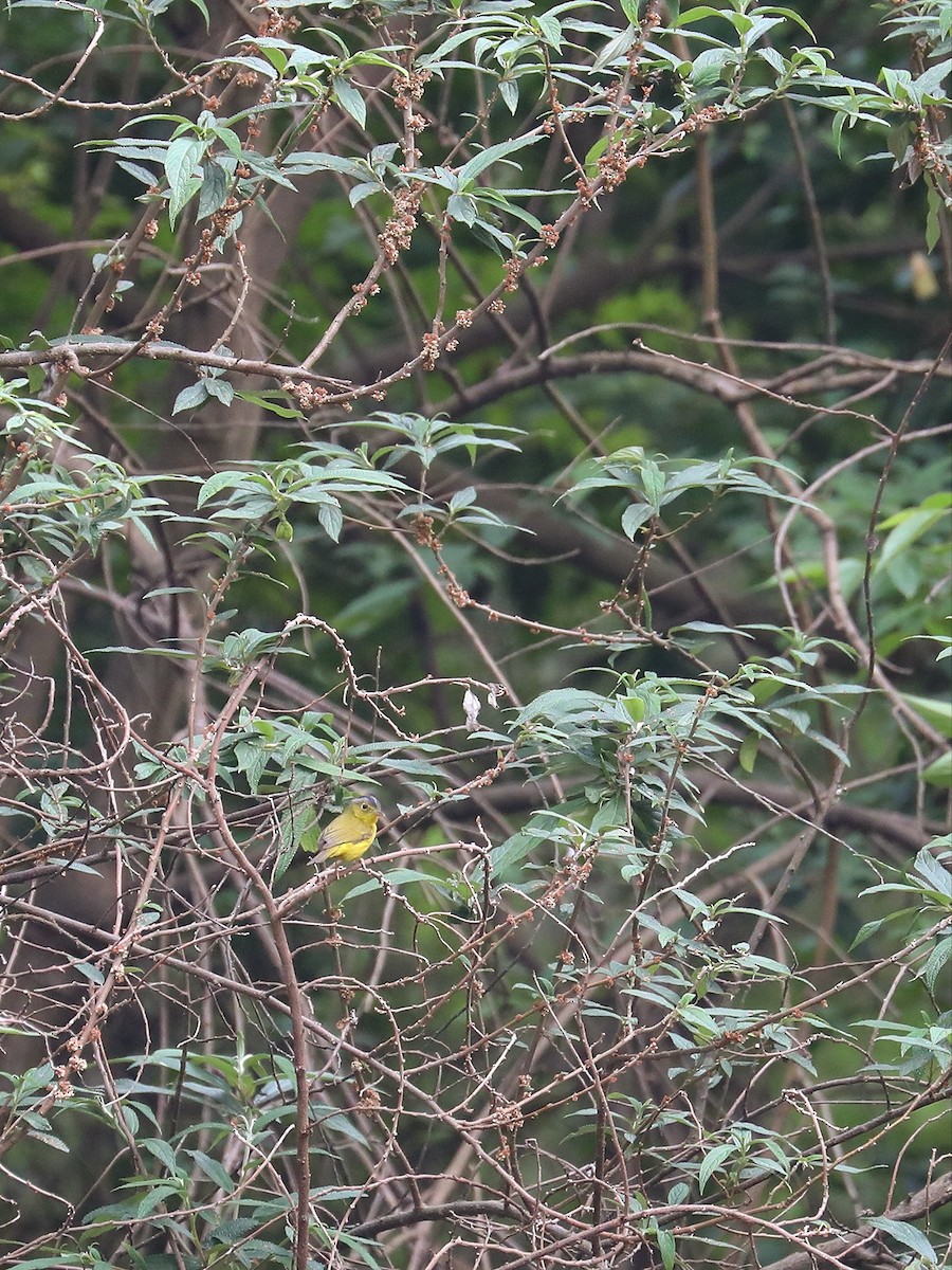 Gray-crowned Warbler - ML563450561