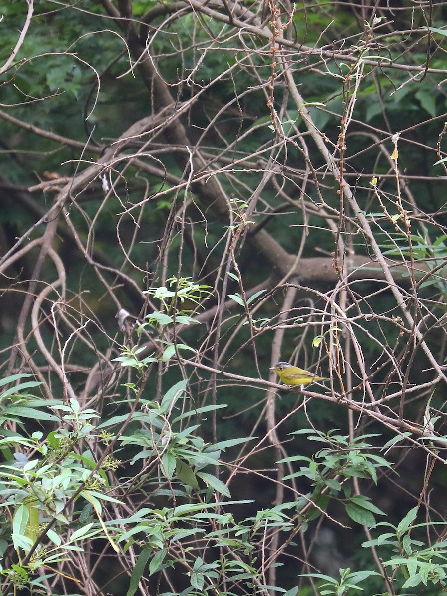 Gray-crowned Warbler - ML563450571