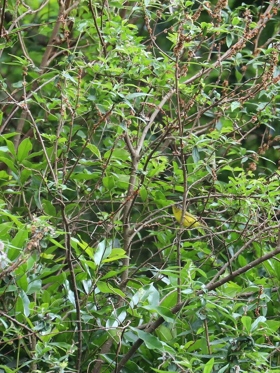 Gray-crowned Warbler - ML563450581