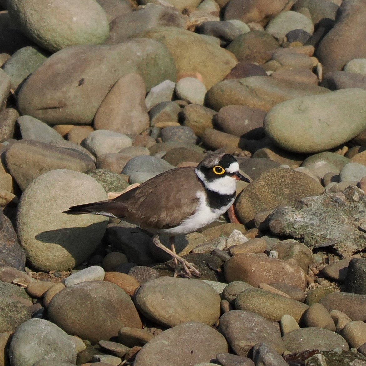 Little Ringed Plover (curonicus) - ML563457391