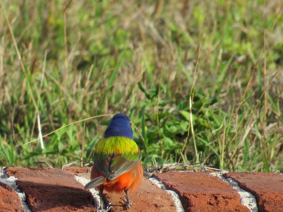 Painted Bunting - ML56345791