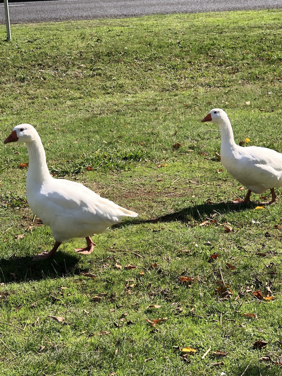 Domestic goose sp. (Domestic type) - ML563459581