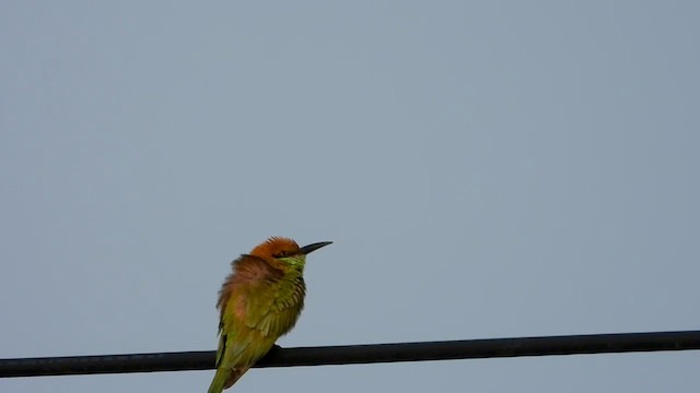 Asian Green Bee-eater - ML563459961