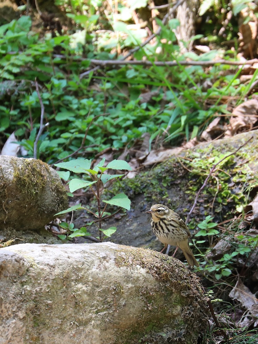 Olive-backed Pipit - ML563462021