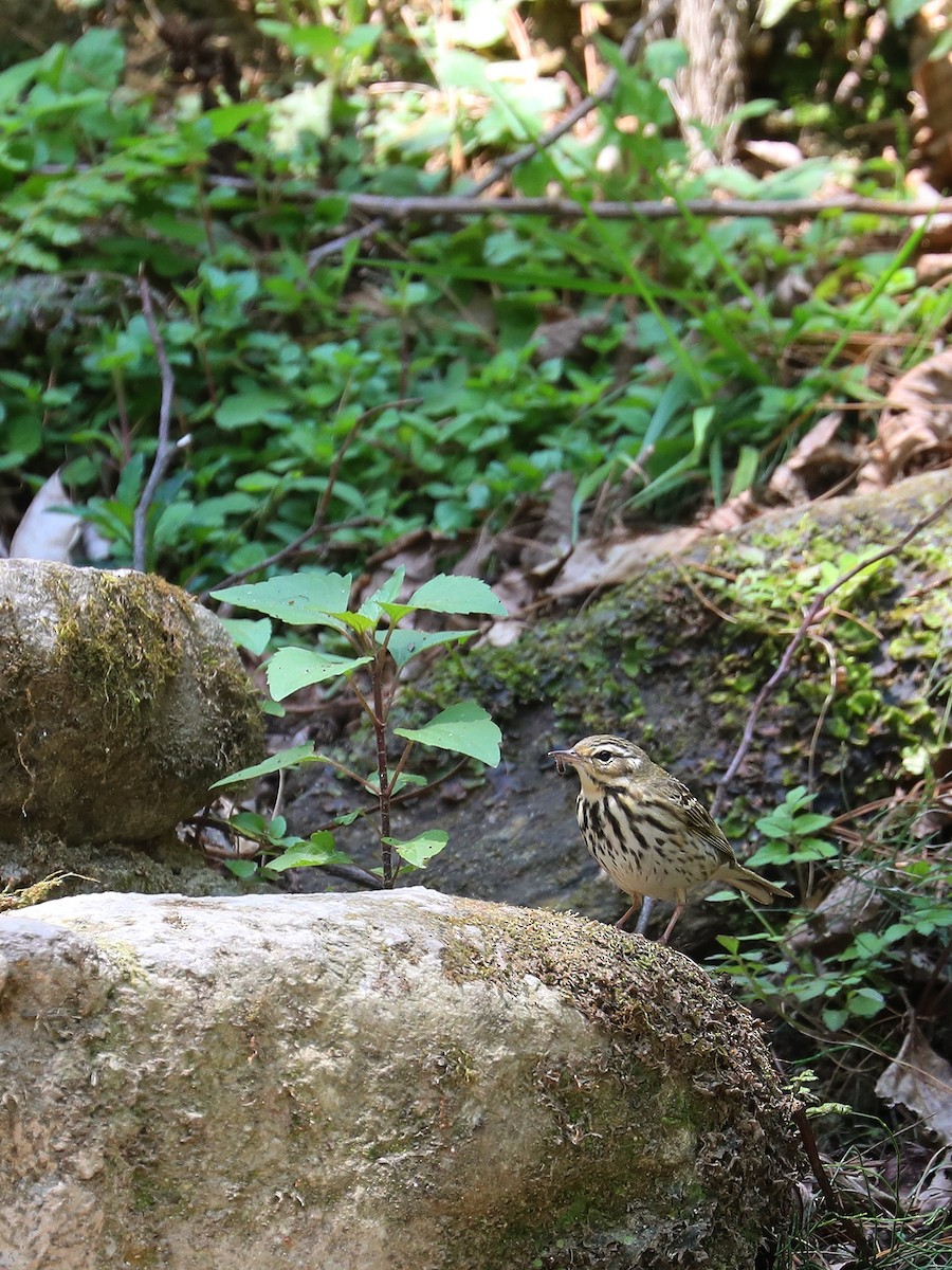 Olive-backed Pipit - ML563462041