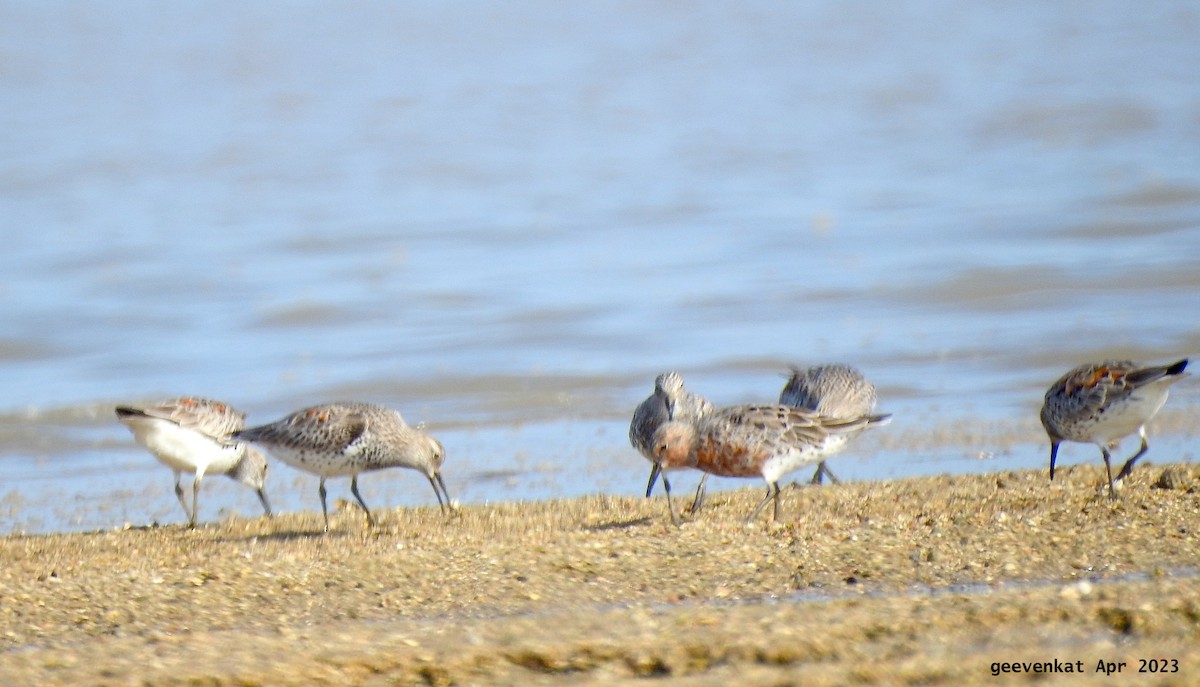 Red Knot - ML563471601