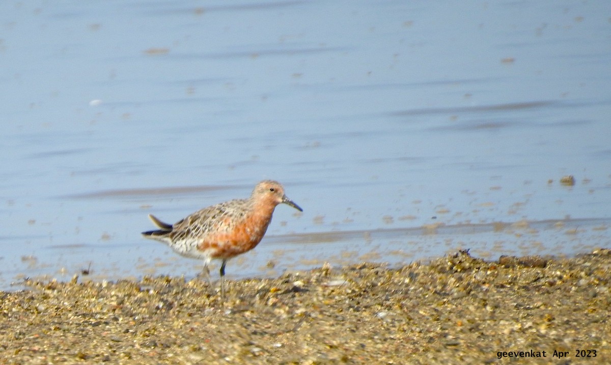 Red Knot - ML563471681