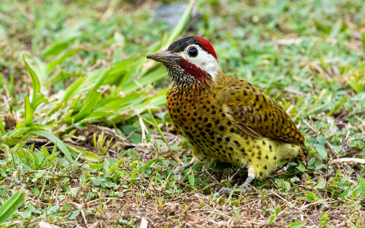Spot-breasted Woodpecker - David Monroy Rengifo
