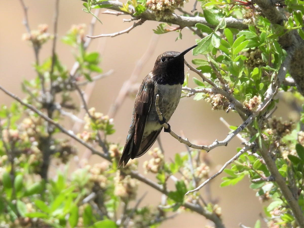 Black-chinned Hummingbird - ML563481531