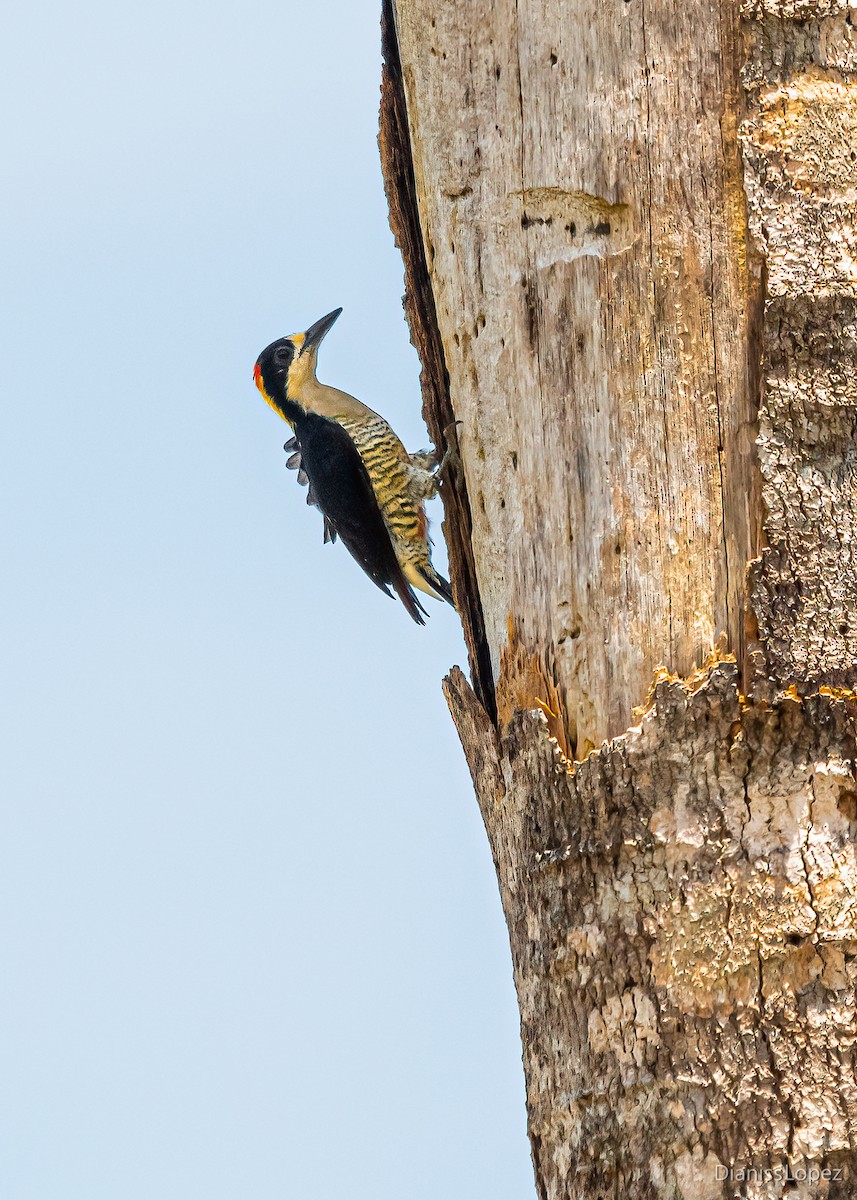 Beautiful Woodpecker - ML563484101