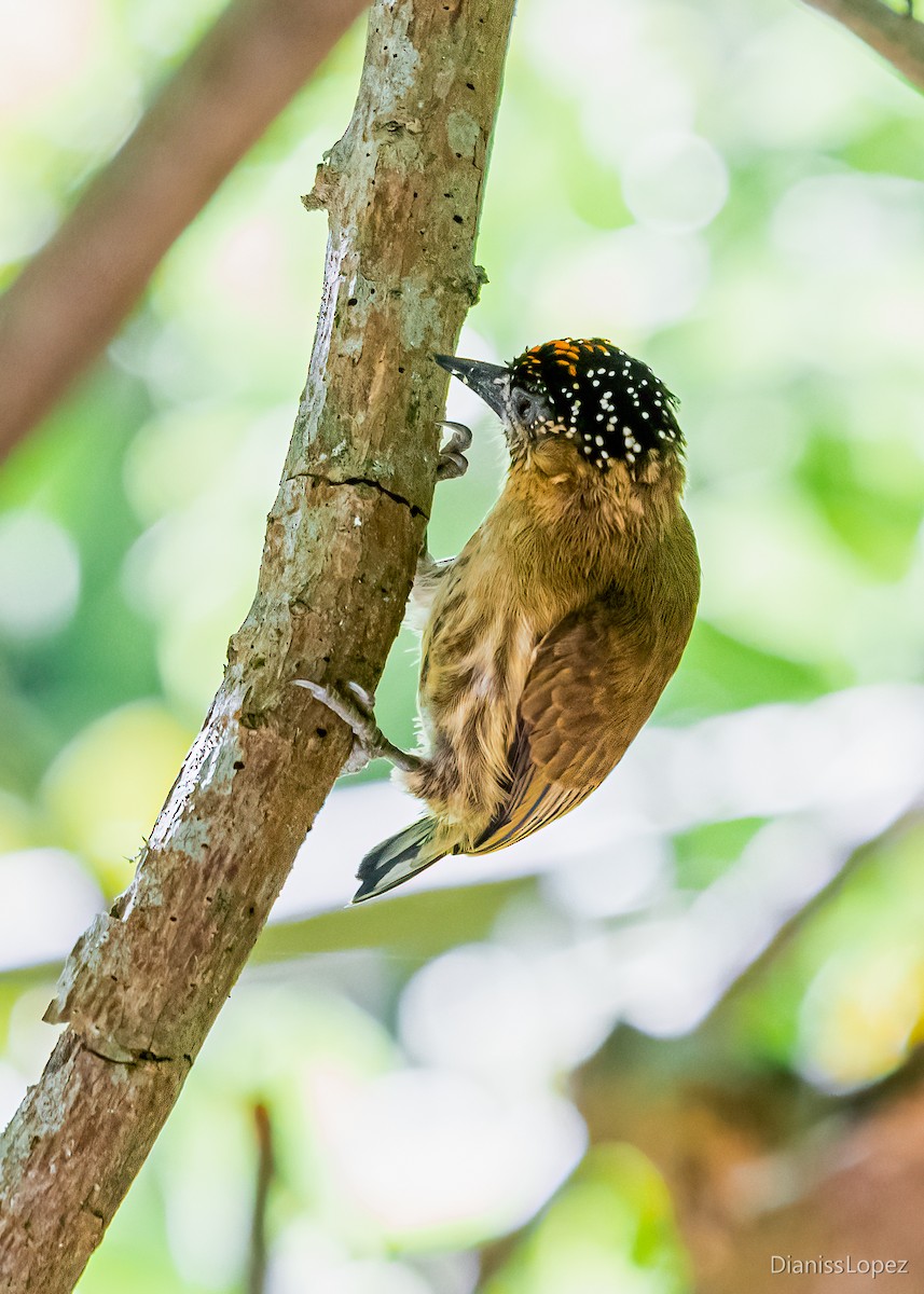 Olivaceous Piculet - ML563484771