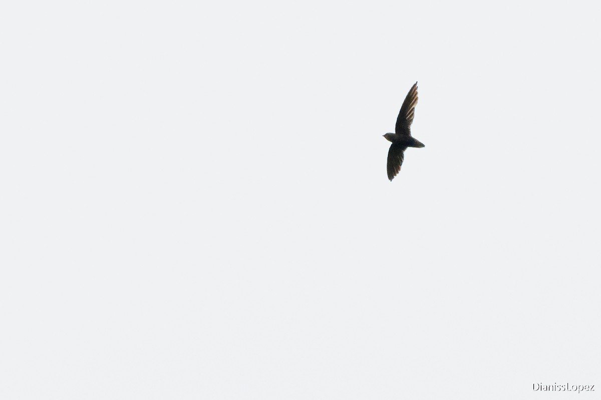 Short-tailed Swift - ML563486591