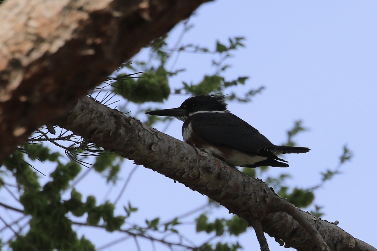 Belted Kingfisher - ML563486641