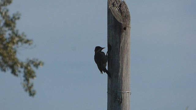 Green-barred Woodpecker - ML563486911