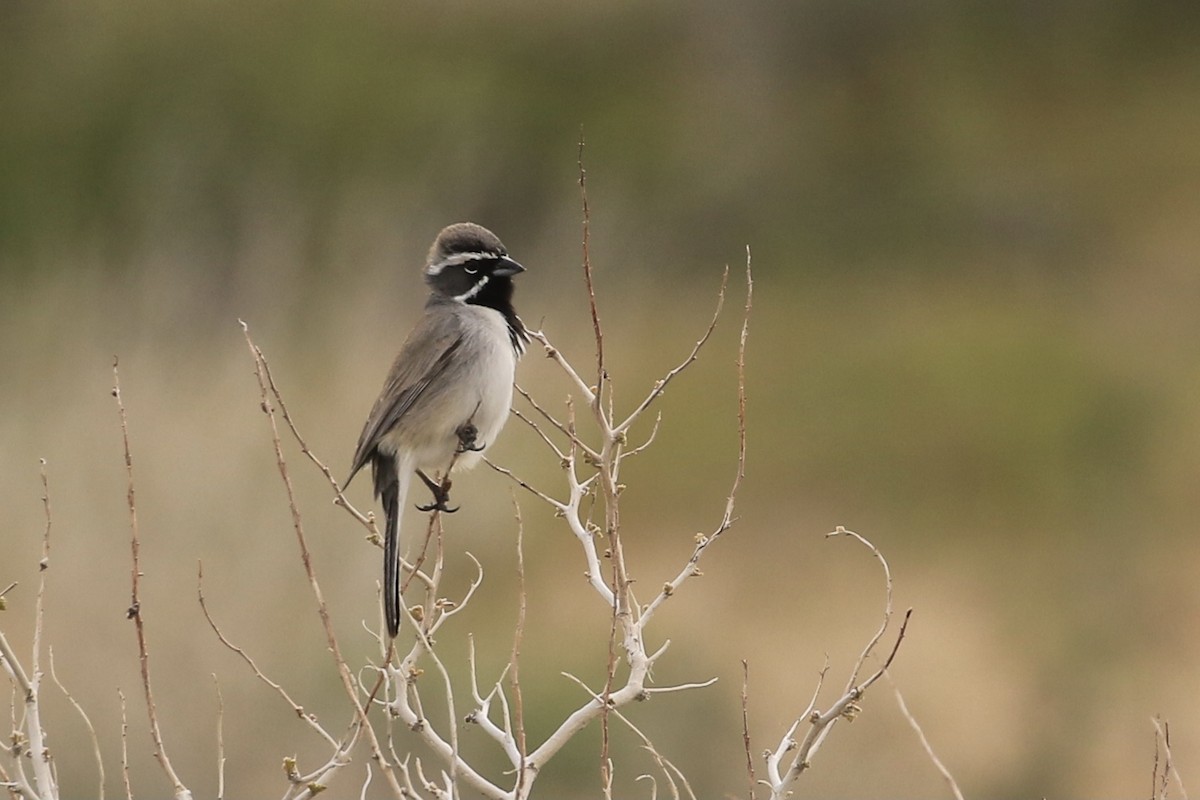 Black-throated Sparrow - ML563489771