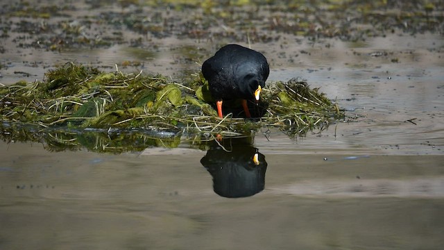 Giant Coot - ML563489851