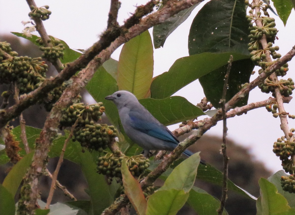 Blue-gray Tanager - ML563490461