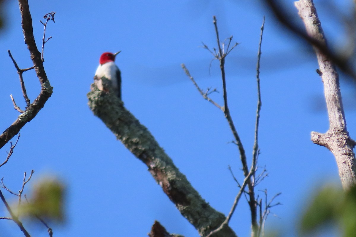 Red-headed Woodpecker - ML563498221