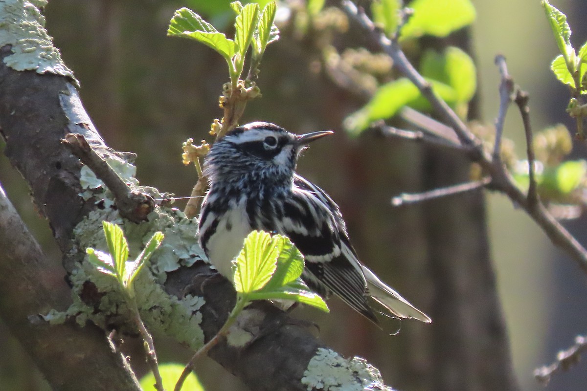 Black-and-white Warbler - ML563498381