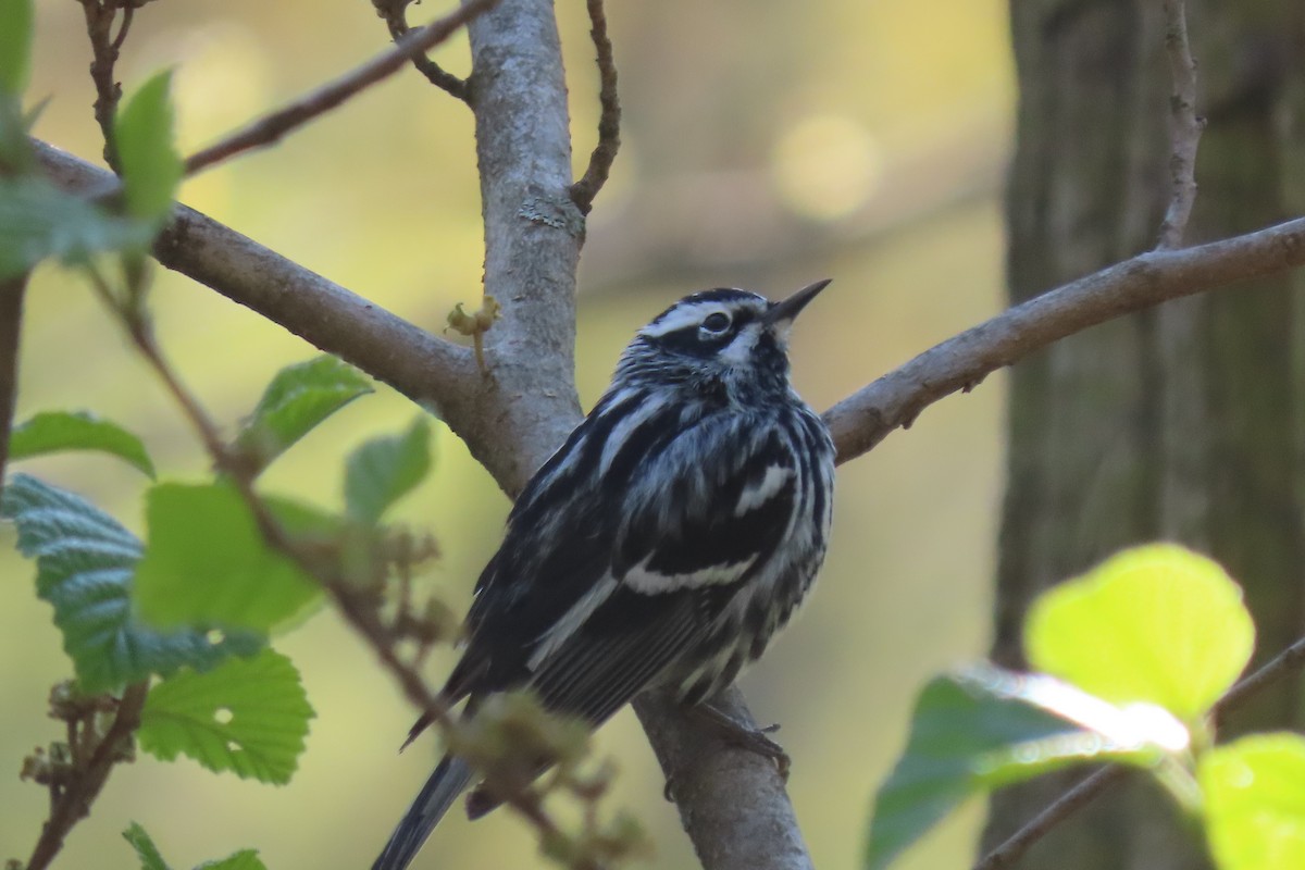 Black-and-white Warbler - ML563498391