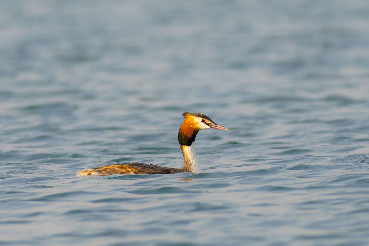 Great Crested Grebe - ML563507141