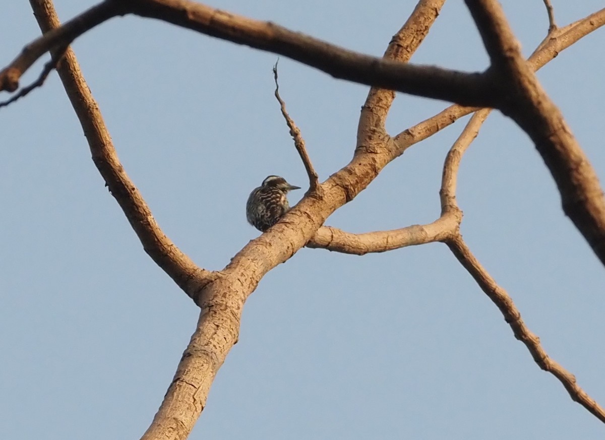 Philippine Pygmy Woodpecker - ML563512941