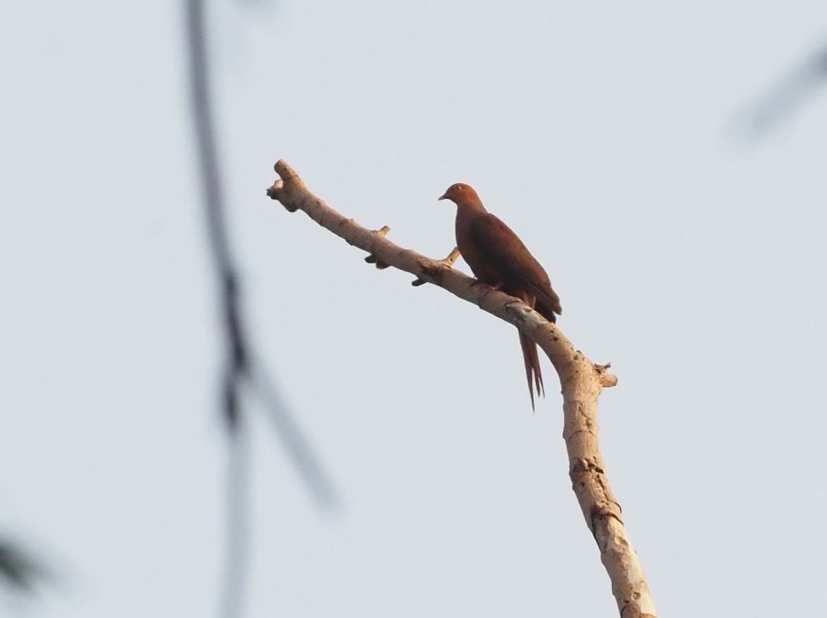 Philippine Cuckoo-Dove - Stephan Lorenz