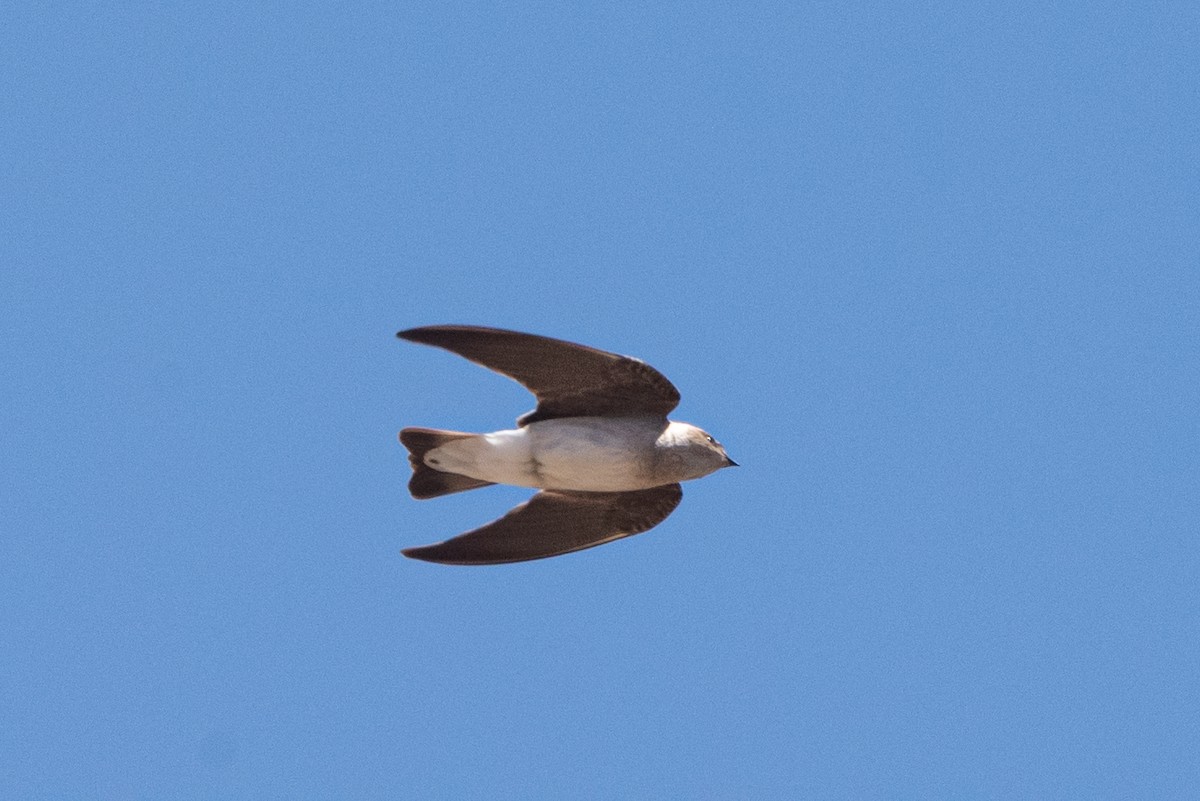 Northern Rough-winged Swallow - ML563513991