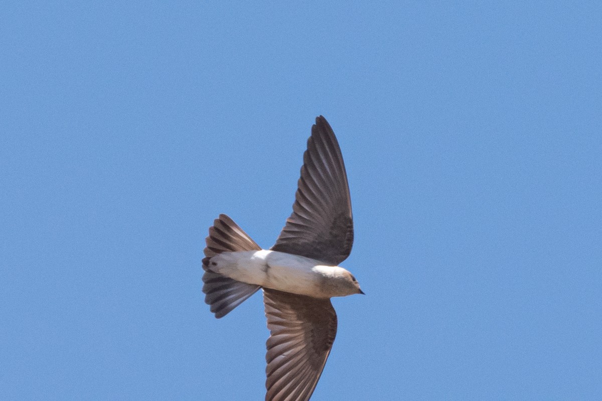 Northern Rough-winged Swallow - ML563514001